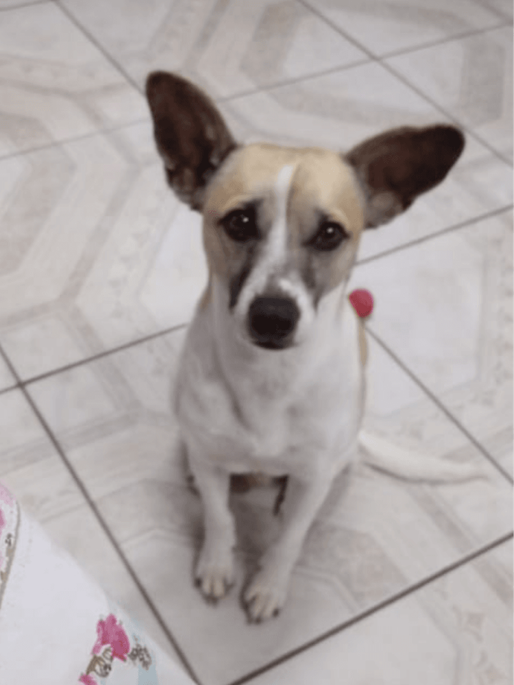 Chico