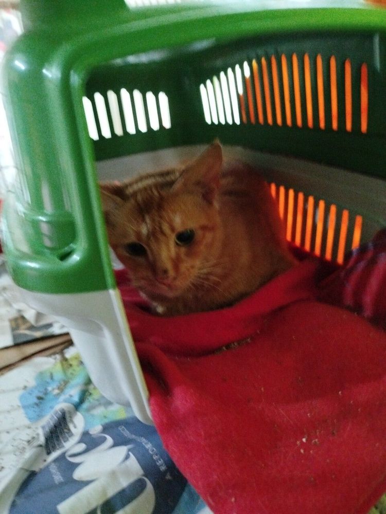 Gato