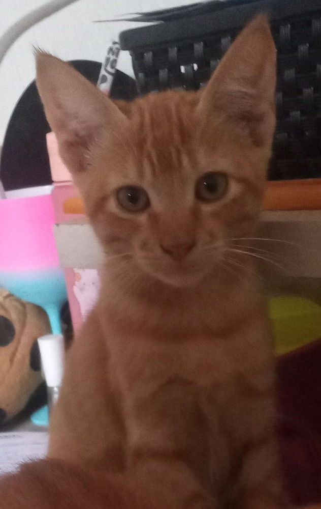 Murilo