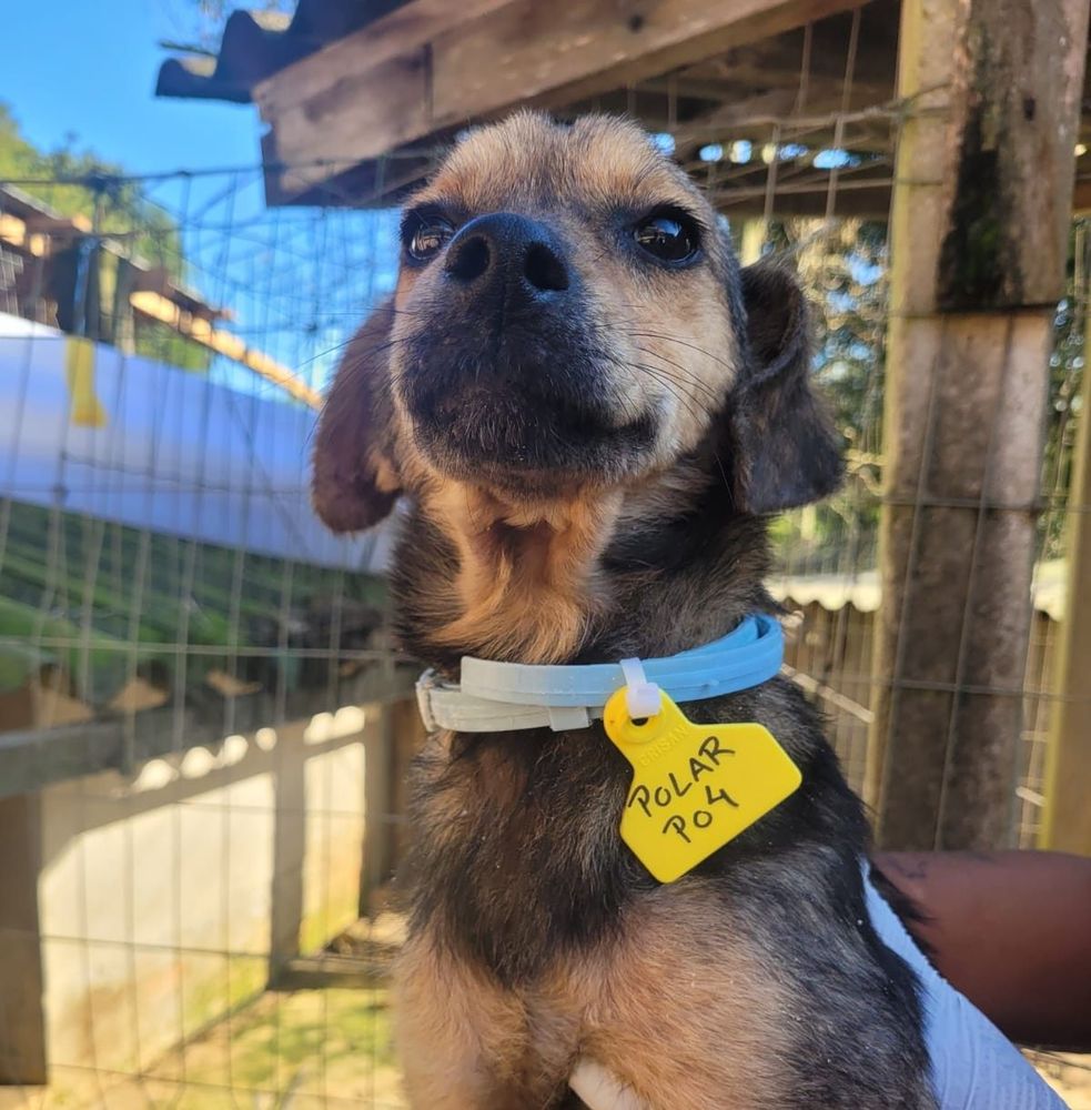 Cão
