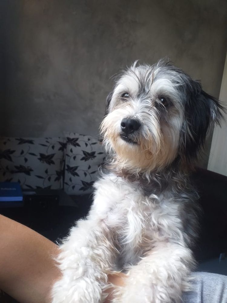 Simão