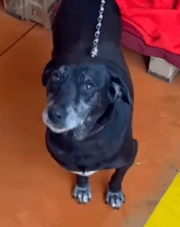 Cão