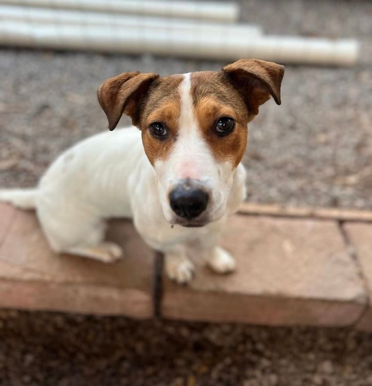 Cão