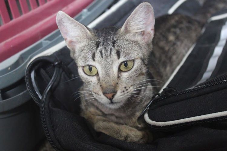 Gato