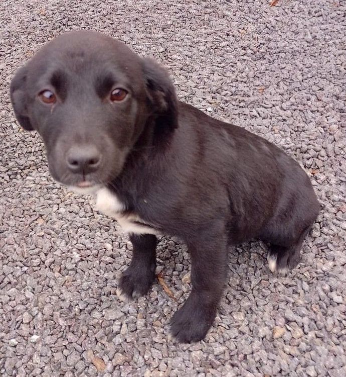 Cão