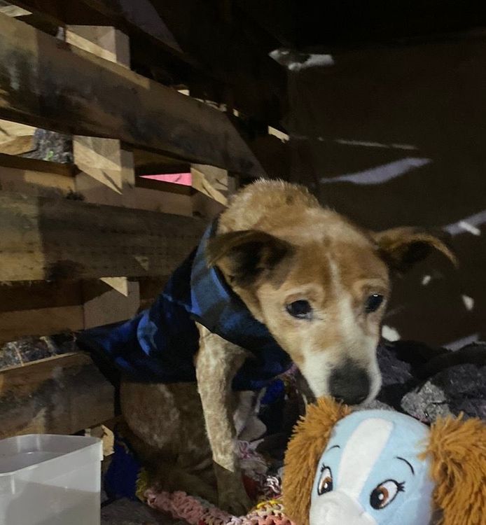 Cão