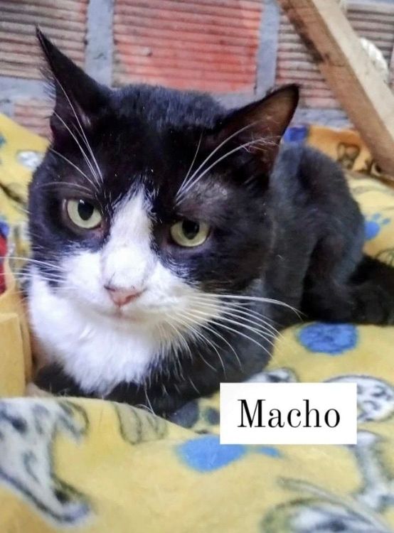 Gato