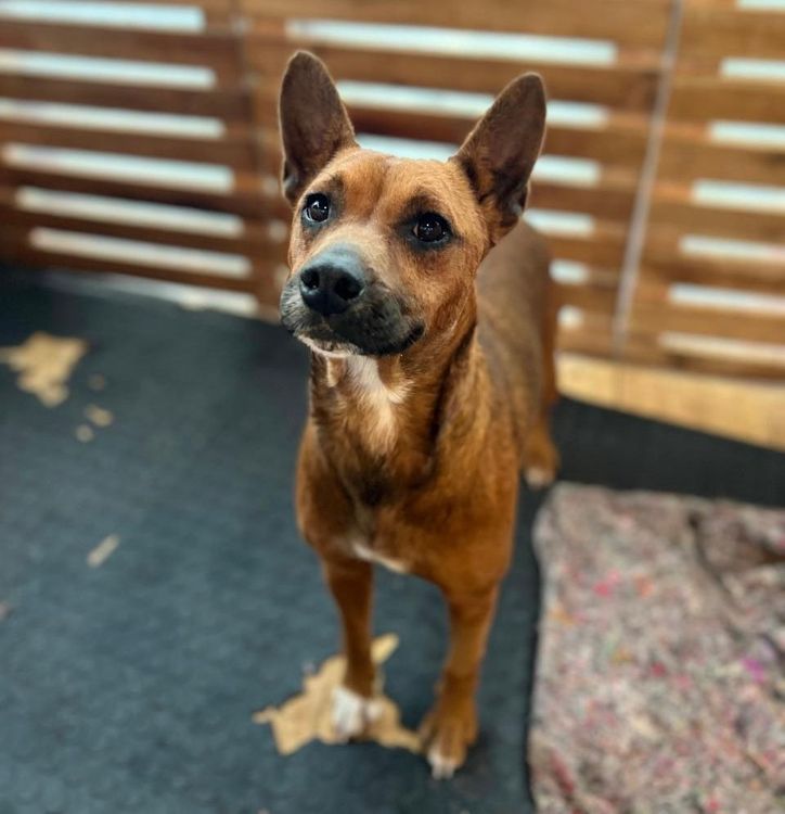 Cão
