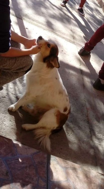 Bobi