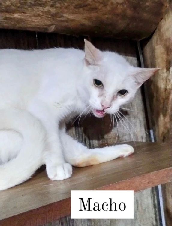 Gato