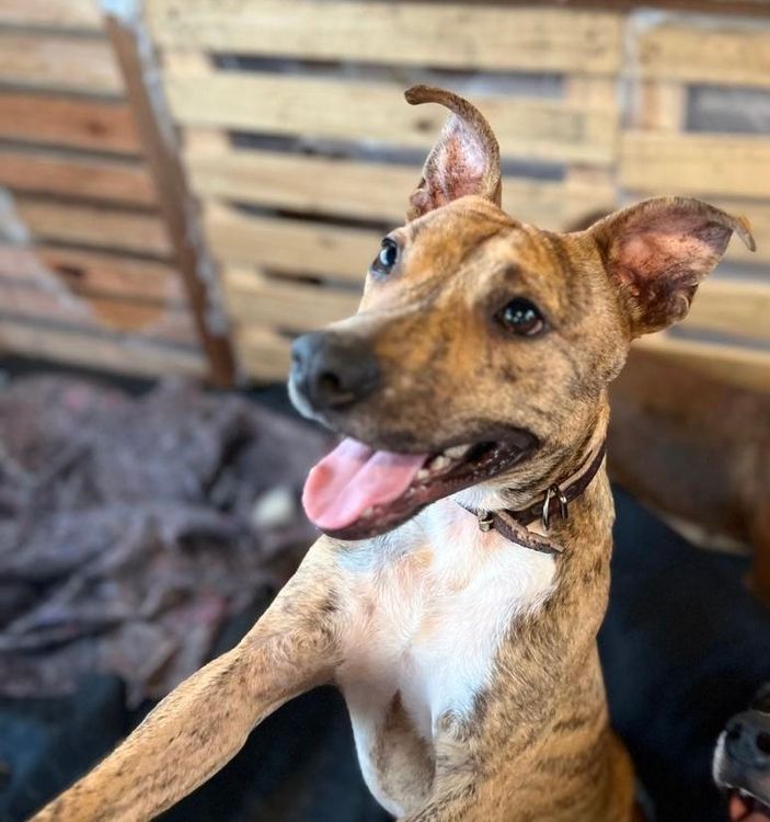 Cão