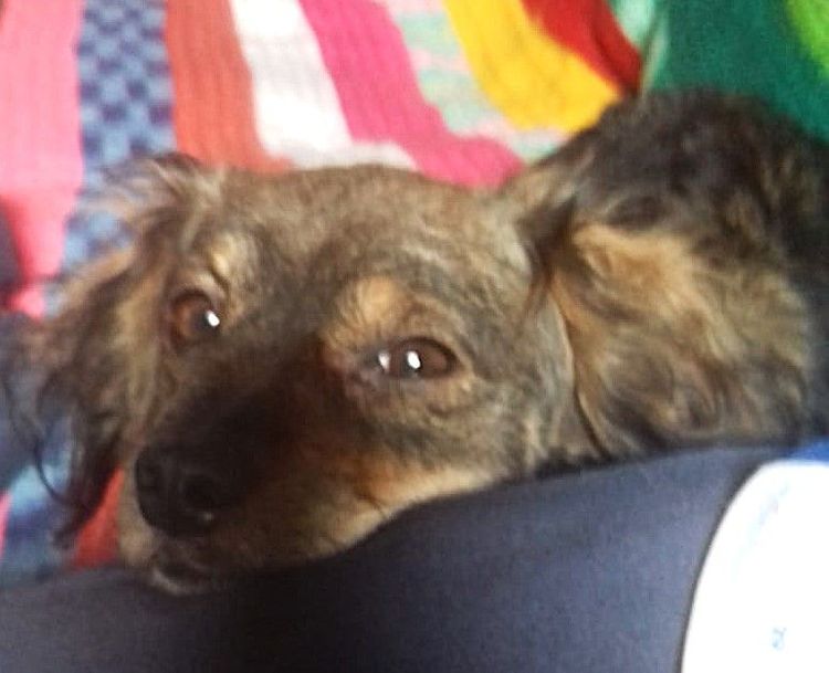 Cadeli