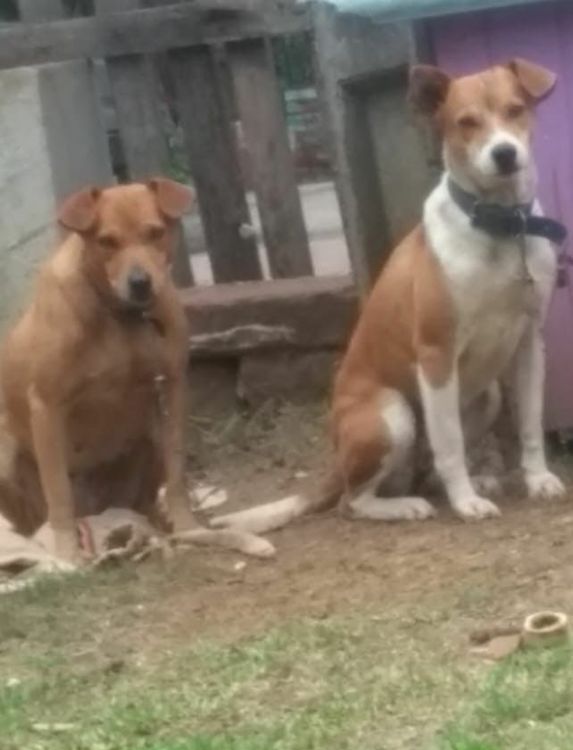 Cão