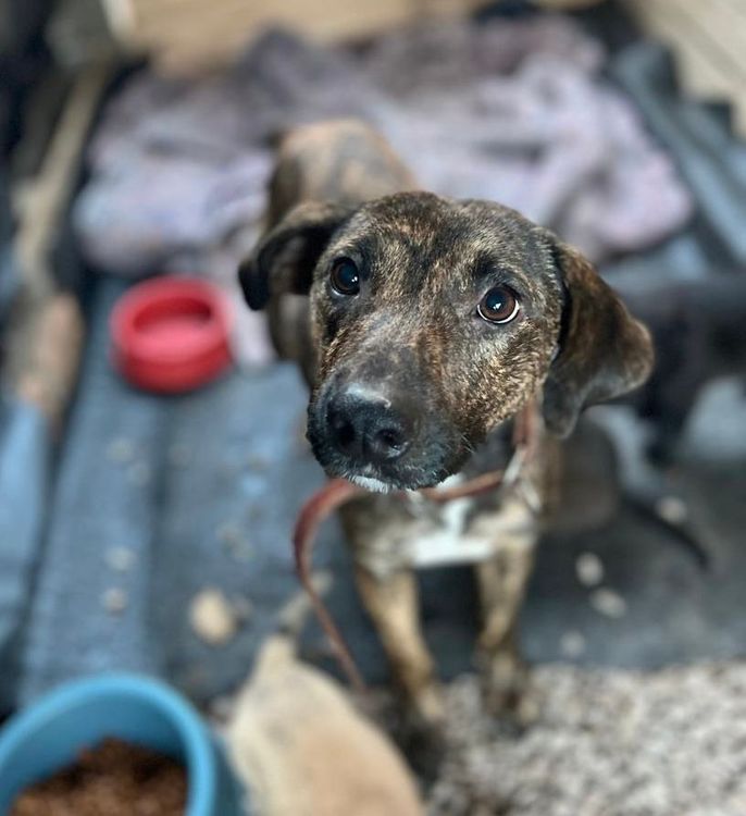Cão