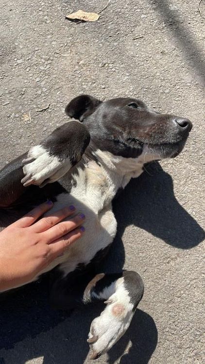 Cão
