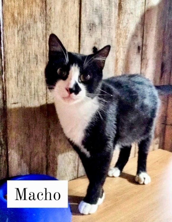 Gato