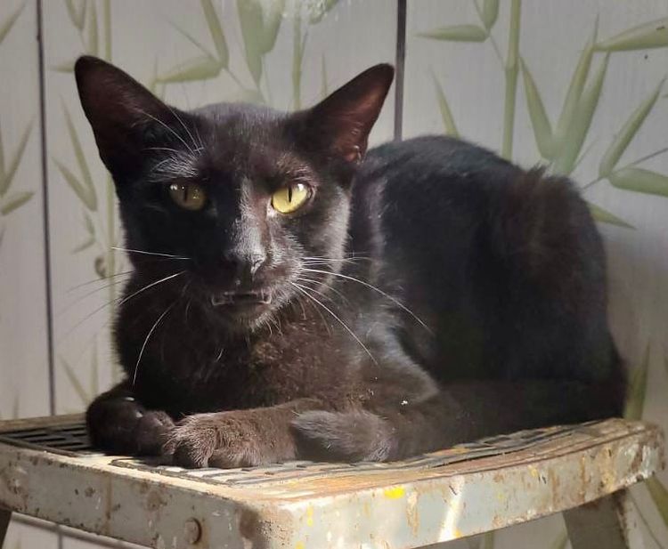 Gato