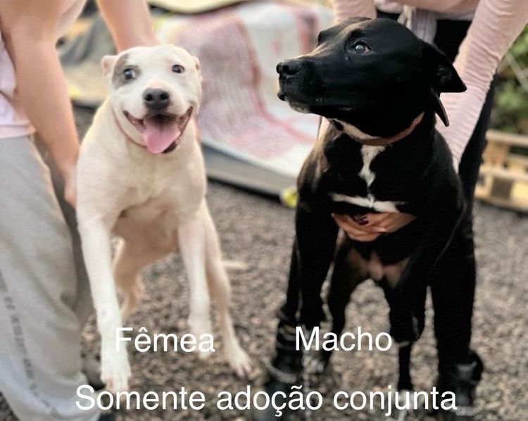 Cão