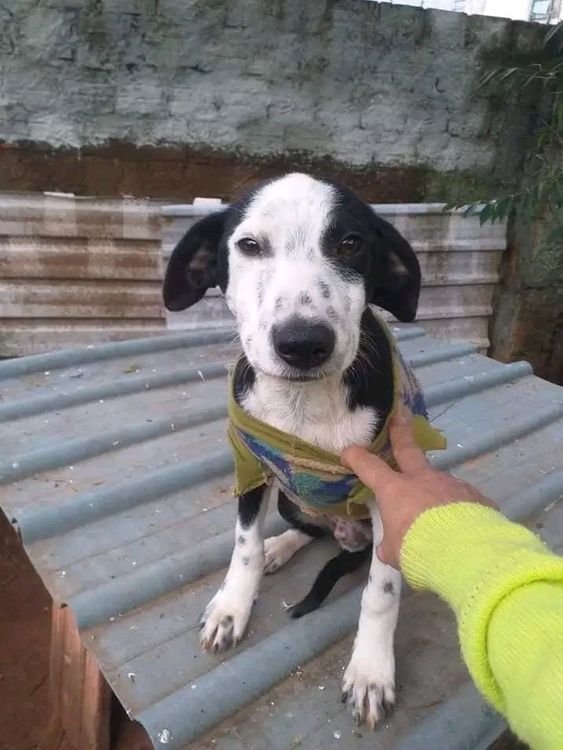Cão