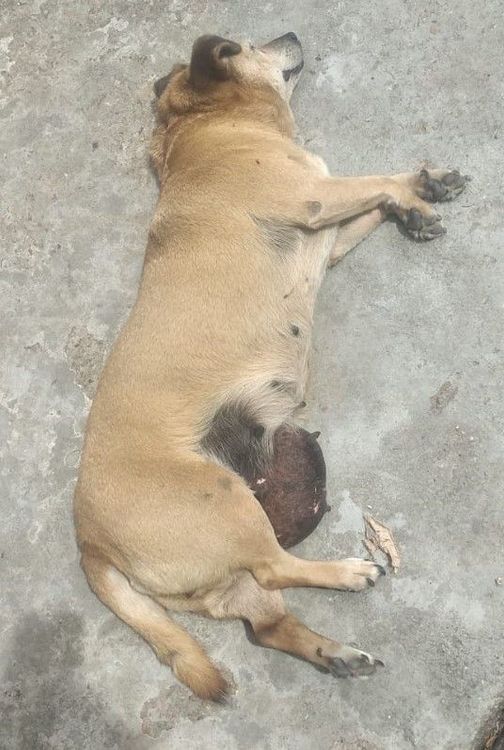 Bolinha