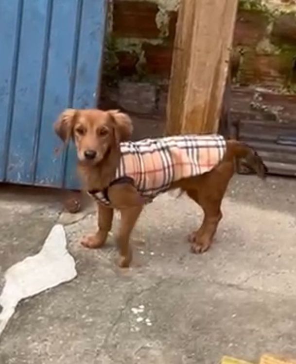 Cão