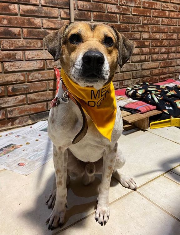 Cão