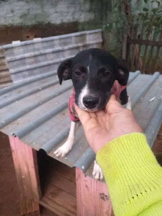 Cão