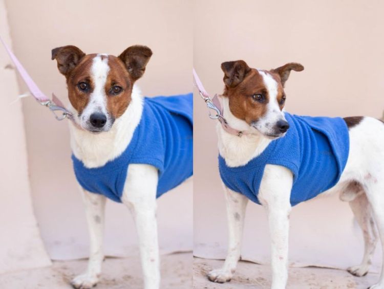 Cão