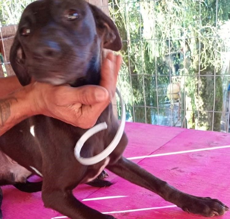 Cão