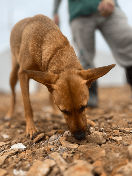Cão