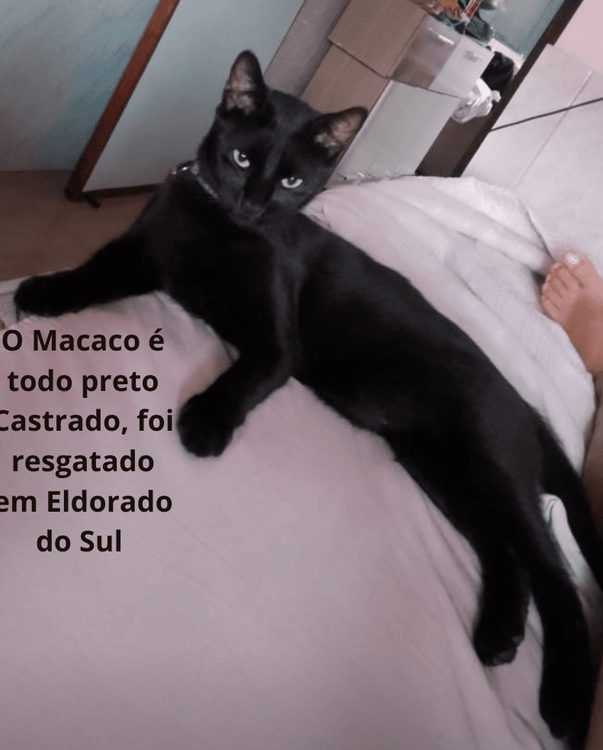 Macaco