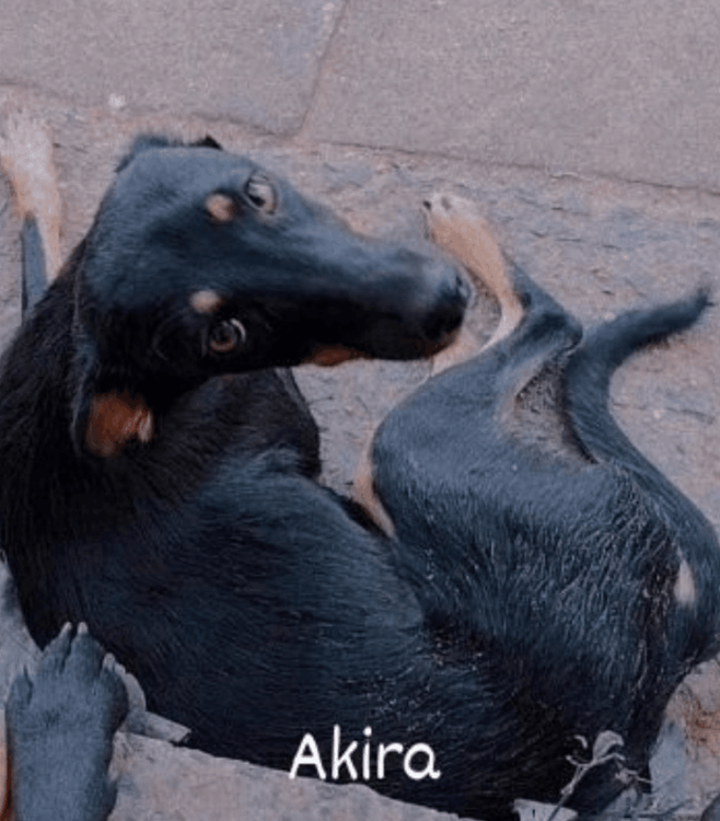 Akira