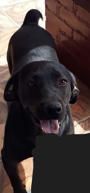 Buddy