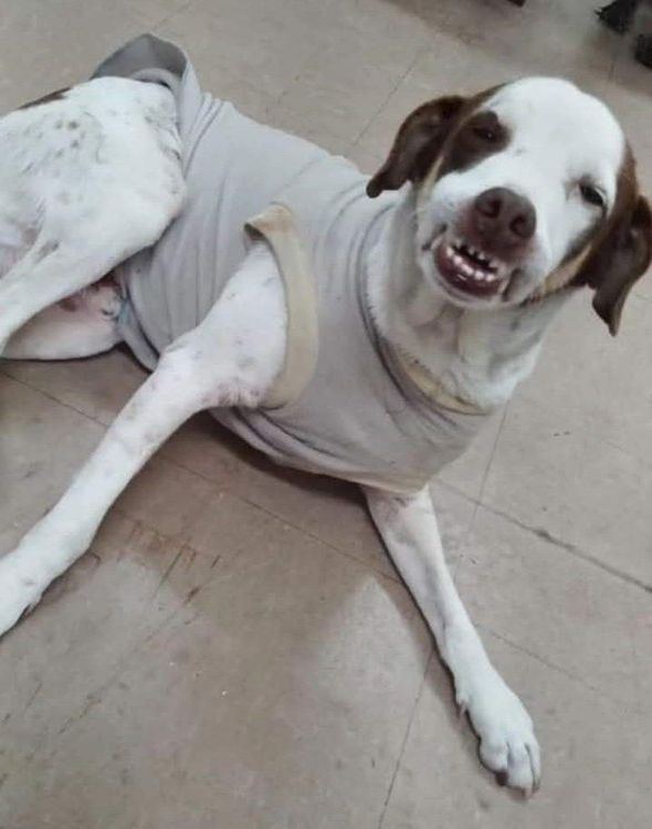 dentinho