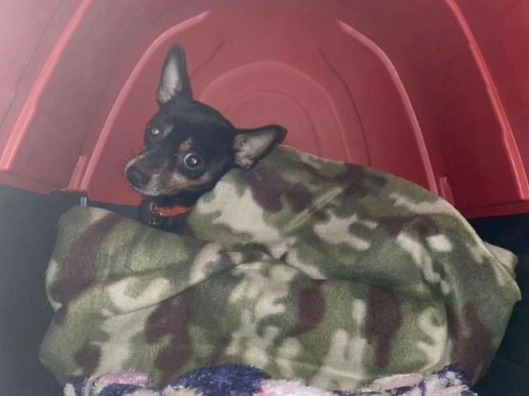 Cão