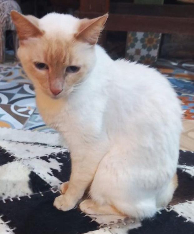 Nala
