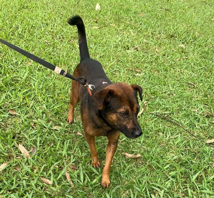 Cão