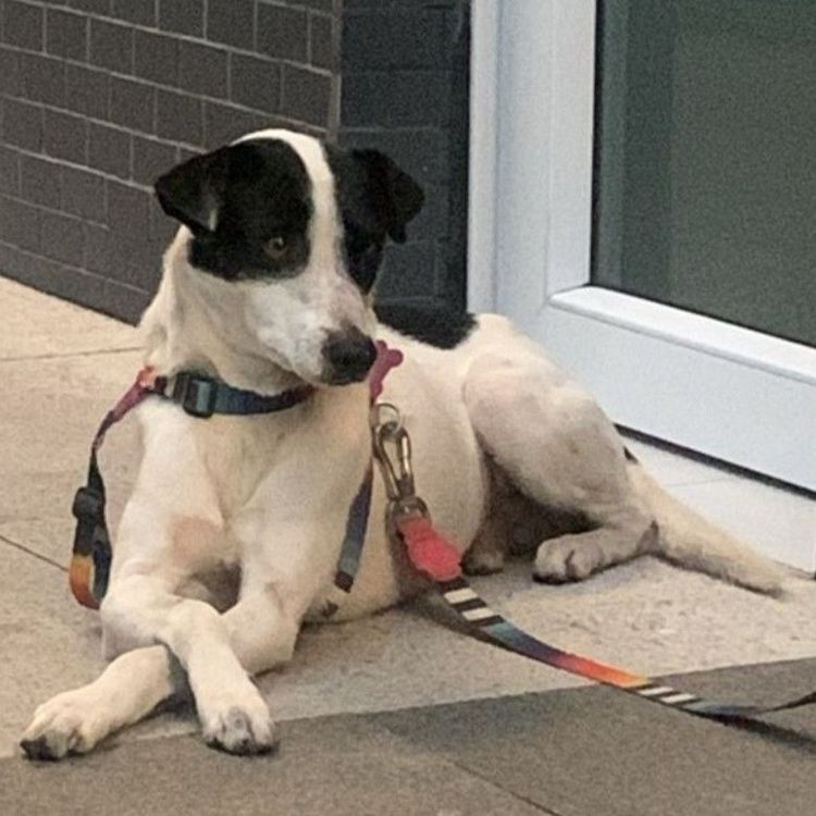 Cão
