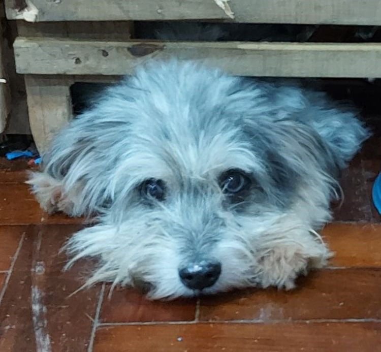 Cão