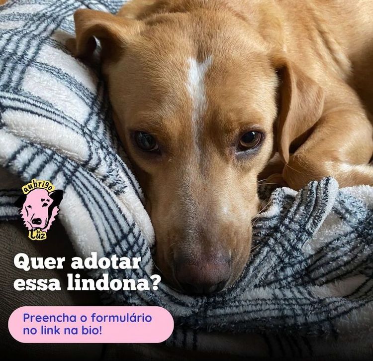 Cão