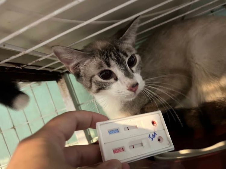 Gato