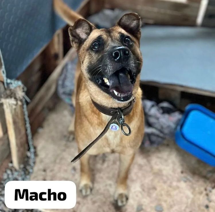 Cão
