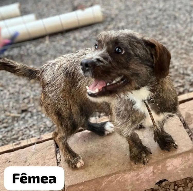 Cão