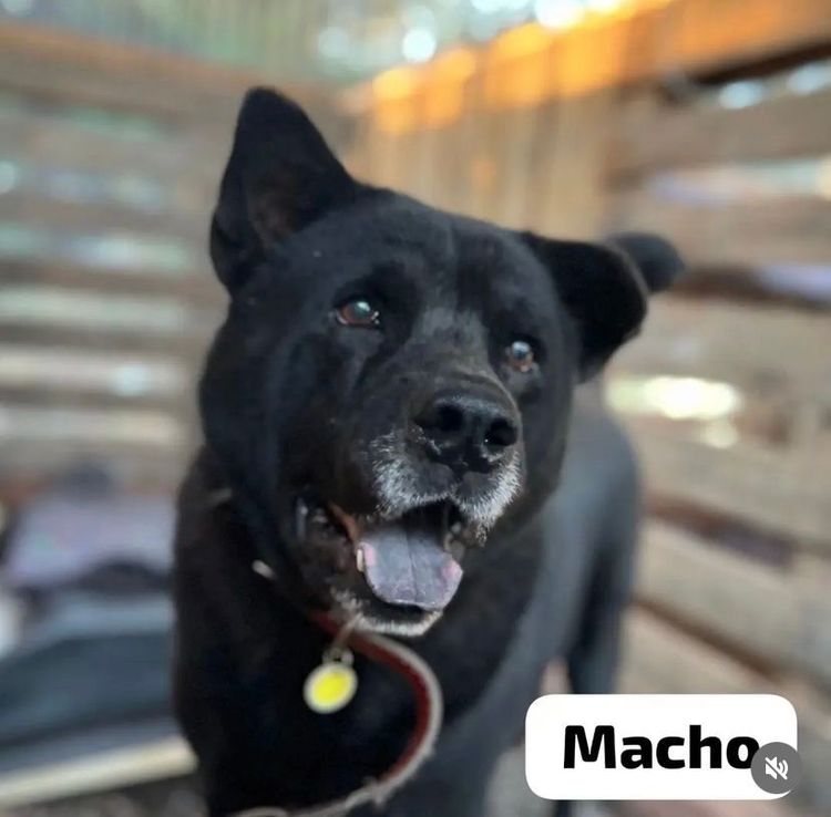 Cão
