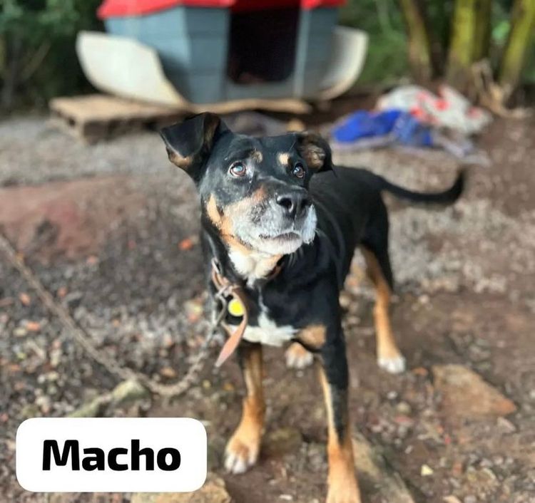 Cão