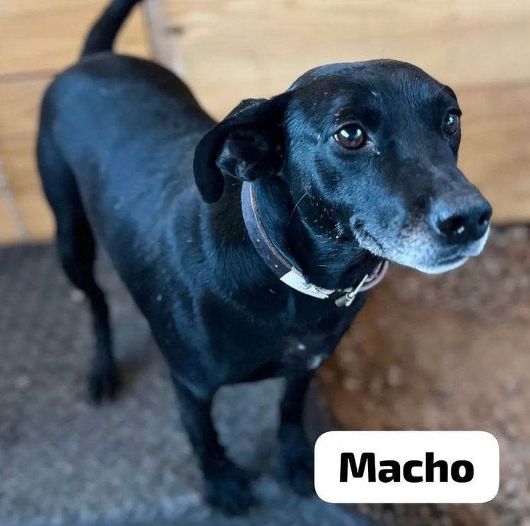 Cão