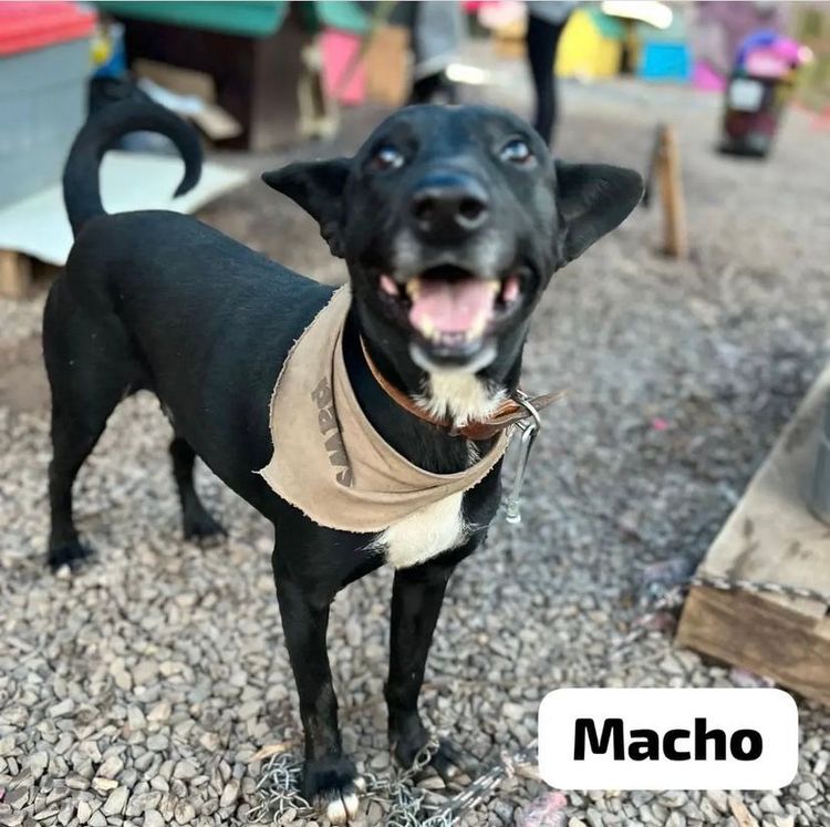 Cão