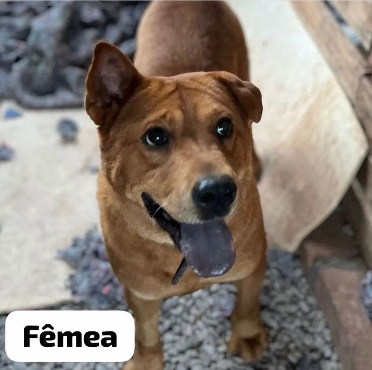 Cão