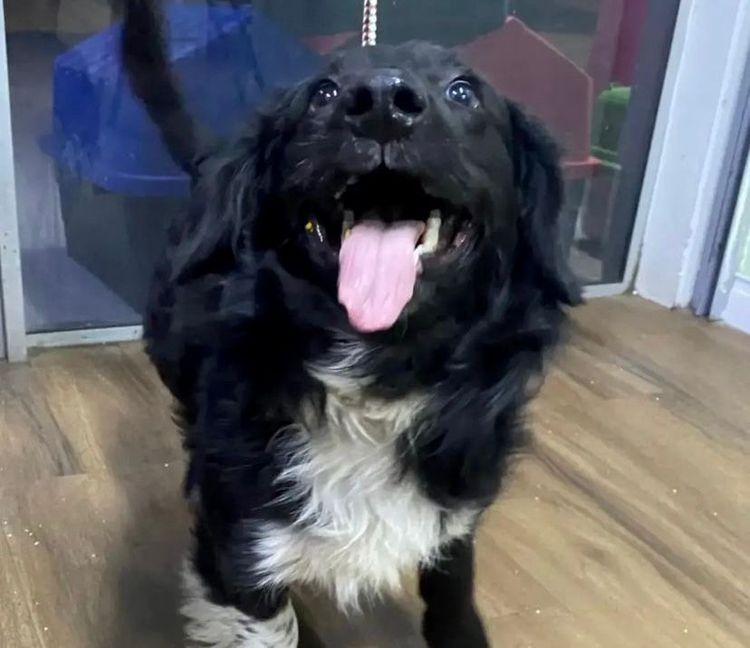Cão