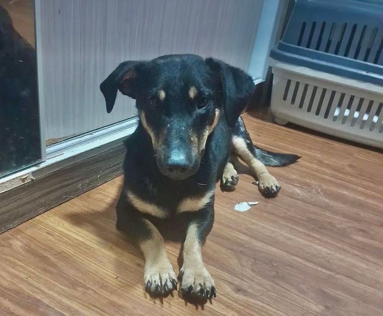 Cão